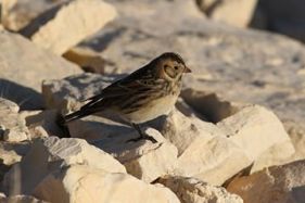 Lapland Longspur numbers were starting to build up by this point. Photo copyright Donna Martin
